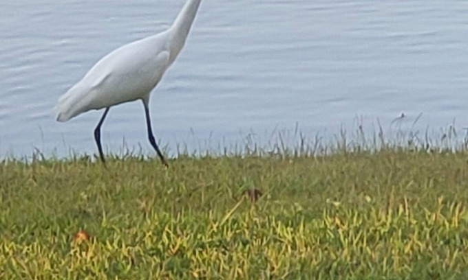 Myrtle Beach Resort | Harbour Lights Blue Green Resort