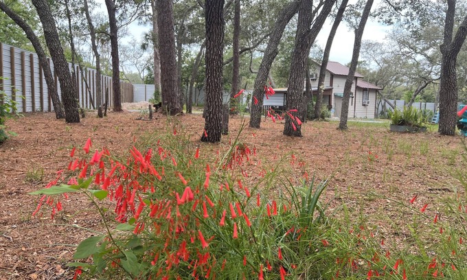Highlands House | Home in shaded natural FL fauna with birds galore!