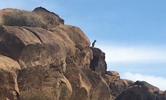 Joshua Tree Cabin | JT Vintage