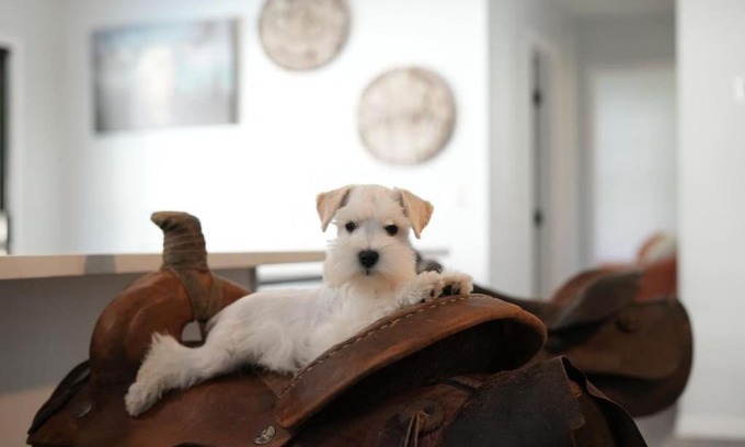 St. Augustine House | Jump Right IN Pool Pets Outdoors