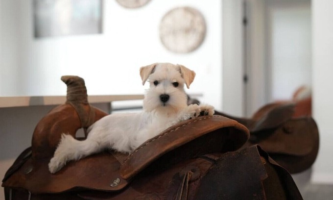 St. Augustine House | Jump Right IN! - Pool/Pets/Outdoors/Firepit/Holiday Decorations