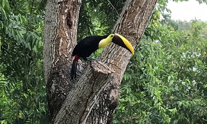 Carate Cabin | Jungle cabin at Playa Lapa, Corcovado sunset, beach, lagoon, kayaks.