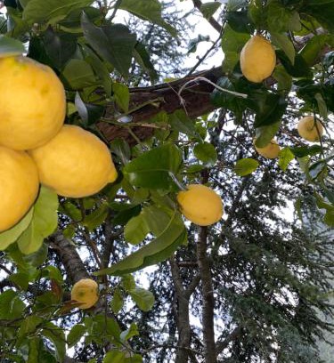 Albori Apartment | La Perla del Mare Apartment Vietri sul Mare