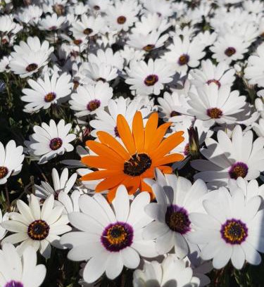 Paradise Beach Apartment | Langebaan Paradise Beach Self Catering 5 Elara