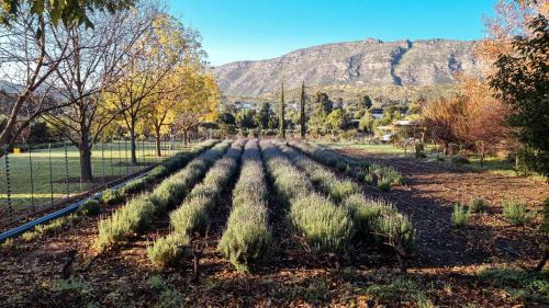Barrydale House | Lavendale on Laing
