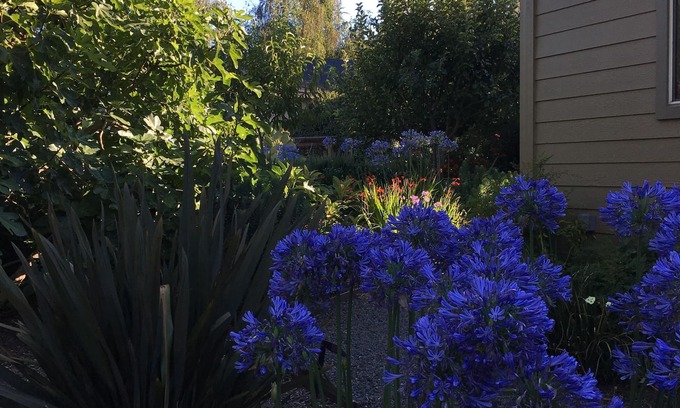 Sebastopol House | Let the sun shine in!