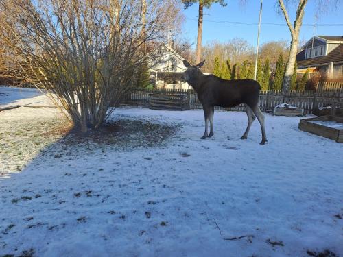 Vasterhaninge House | Lillhuset nära Stockholm