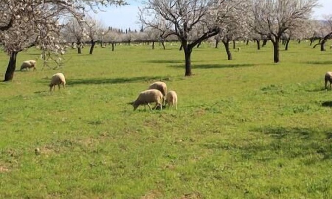 Palma de Mallorca House | LITTLE HOUSE & GARDEN IN PALMA NEXT TO UNIVERSITY