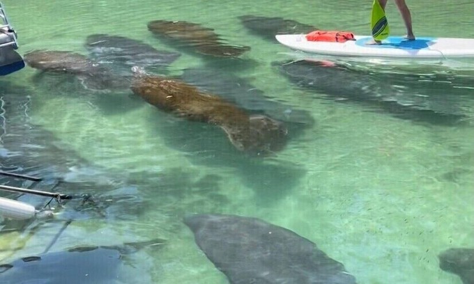 Weeki Wachee Gardens House | Little House on the River - on main river not canal,includes kayaks,paddle-board