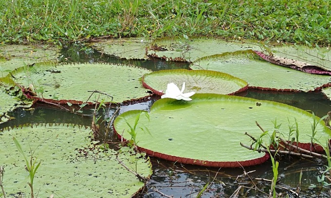 Punchana Cabin | Macaw Jungle Expeditions