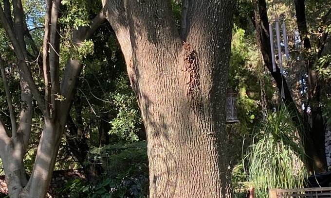 Leon Hotel | Magnolias Jardin & Boutique Suites