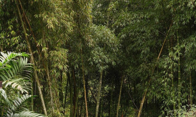 Chiriqui Cabin | Mambú - Lantana guesthouse