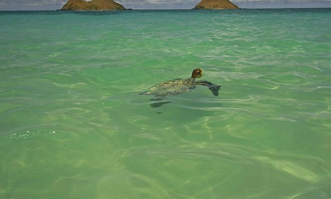 Lanikai Apartment | Minutes to Largest,Bluest Swimming Pool on the Planet, Amazing Hiking