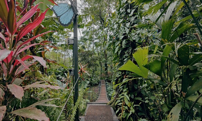 Cocles Cabin | Morpho - adventurous Treehouse with amazing 360 view with pool and wifi access