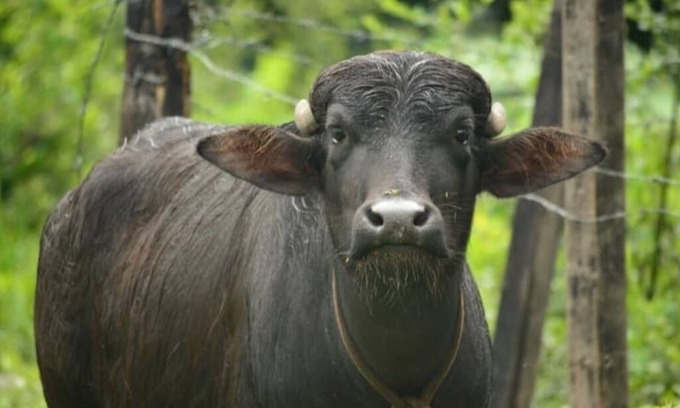 Granada Apartment | Natural Suite in La Mesa, Cundinamarca.