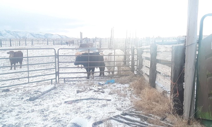 Golconda Apartment | Neat little apartments!