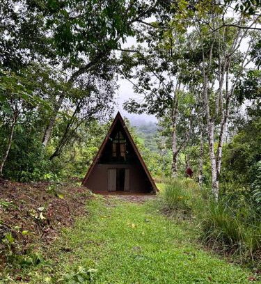 Baru House | Pavón dorado