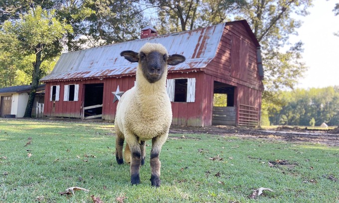 Hickory Plains House | Peaceful Sheep Farm in Austin - Pet Friendly!