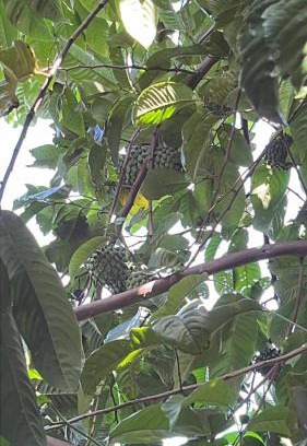 Campeche House | Pensão da tia Sinhá no Campeche