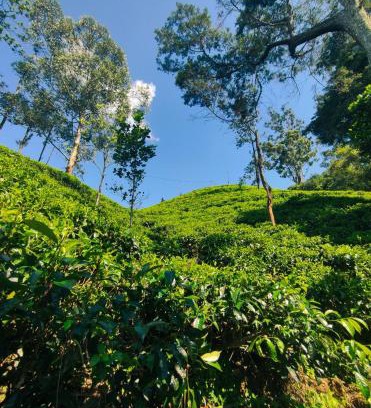Ella Resort | Pepper Garden Resort