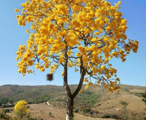 Vargem Bonita House | Pousada e Restaurante Boia Cross