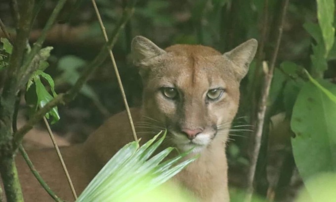 Carate Cabin | Pure Nature, 3 kilometers away from Corcovado Park, La Leona Station