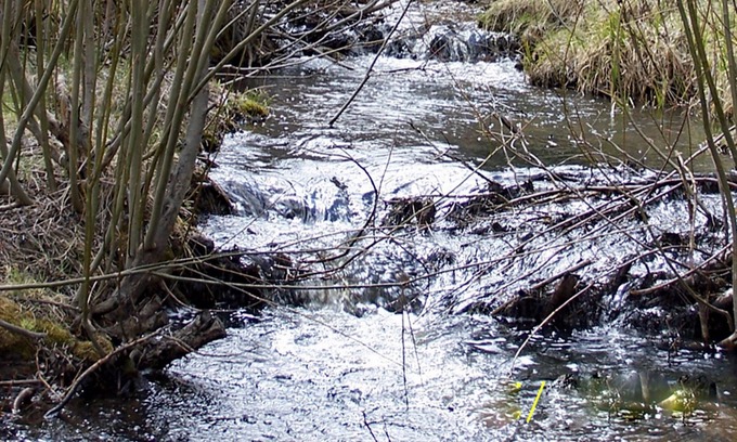 Allenspark Cabin | Quiet, pet-friendly, on Horse Creek and Minutes from Estes Park and RMNP!