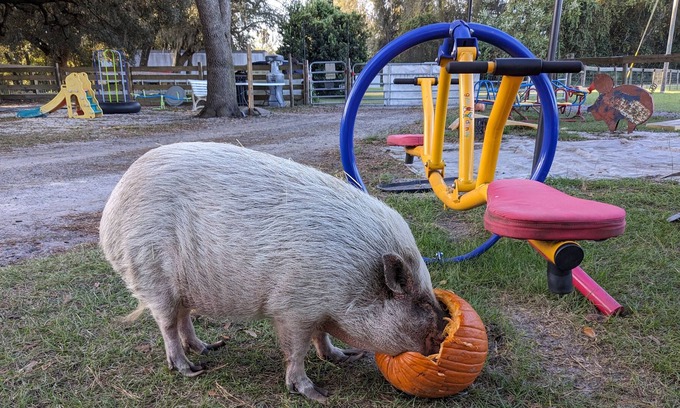 Putnam Hall RV Rental | Rooterville Animal Sanctuary