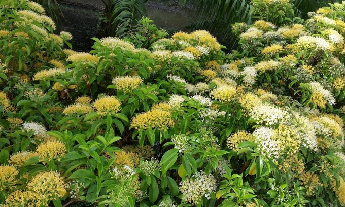 Khao Chaison Hotel | Sanfhan Resort