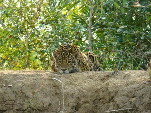 Nhecolandia Apartment | Spot Jaguar Pantanal South Lodgen wild Jaguar Tour