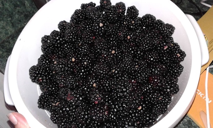 Yalaha Apartment | Stillhouse Hideaway on a Distillery and organic blueberry/blackberry farm