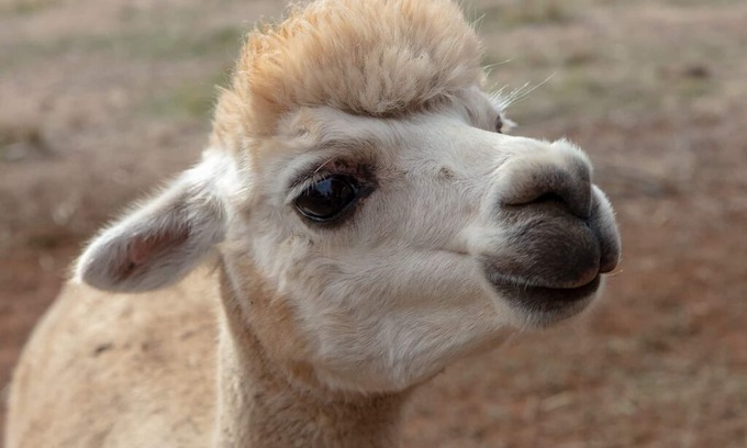 Balingup House | Tegwan's Nest - Country Guest House