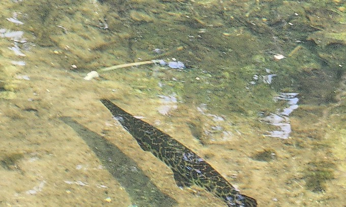 Columbia City Cottage | The Hatchery- B lake house escape! Enjoy your stay in a cozy home on the water.