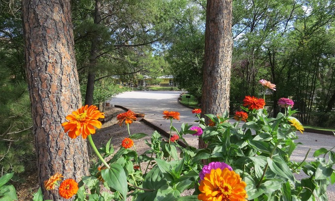 Newcastle Hotel | The Pines Country Inn