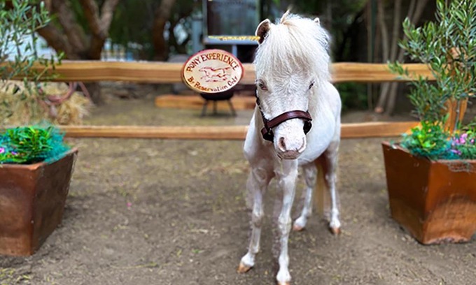 Temecula House | The Pony Experience; Glamping with Private Petting Zoo