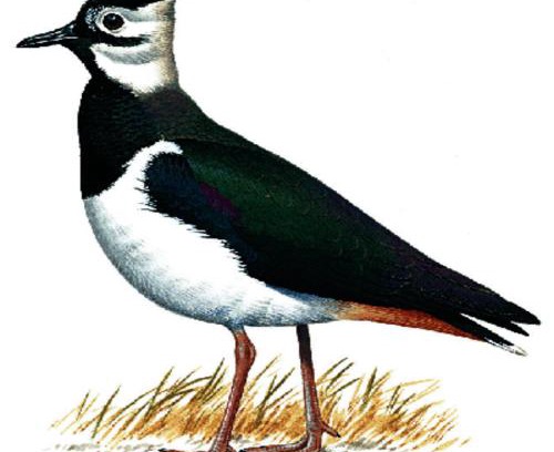 Lincoln Hotel | The Pyewipe