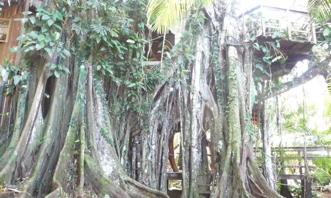 Cahuita House | Topos Tree House