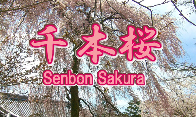 Uji House | Uji "Senbonzakura" Cheap Plan