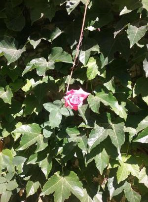 General Rodriguez Apartment | Vero