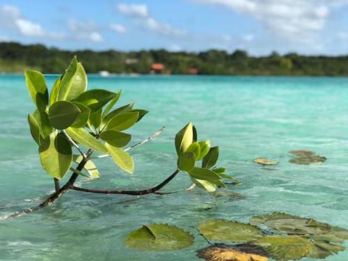 Xul-Ha House | Villa Azul Xulha