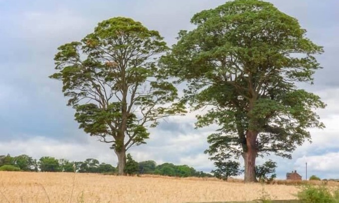 Potto Cottage | Whorlton Lodge