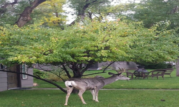 Cody House | YELLOWSTONE HOUSE OF THE 3 BEARS, 2 Blocks to Downtown, Book Same Day 4bd/2bth