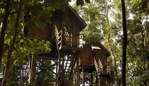 Tree House