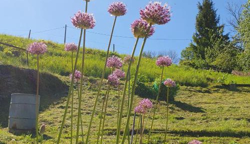 Two-Bedroom Superior Apartment