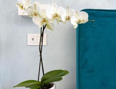 One-Bedroom Standard Apartment