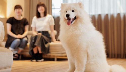 Dog Friendly Superior Twin With private bathroom