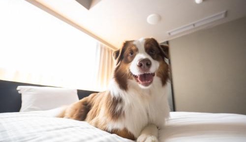 Superior Twin Room - Non-Smoking - Dog Friendly