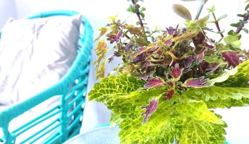 Deluxe Single Room with Sea View