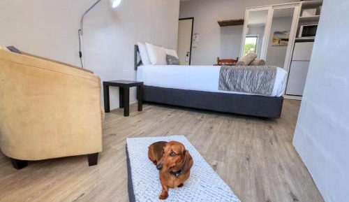 Standard Queen Room - Pet Friendly