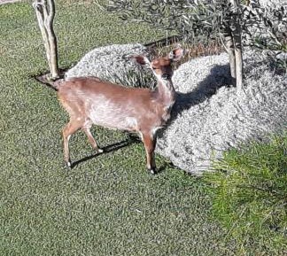 Apartment - Ground Floor